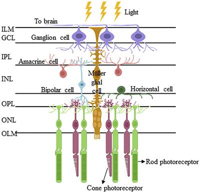 Retinal Stem/Progenitor Cells Derived From Adult Müller Glia for the Treatment of Retinal Degeneration